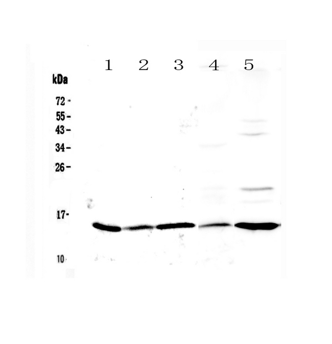 LGALS1 / Galectin 1 Antibody - Western blot - Anti-Galectin 1 Picoband Antibody