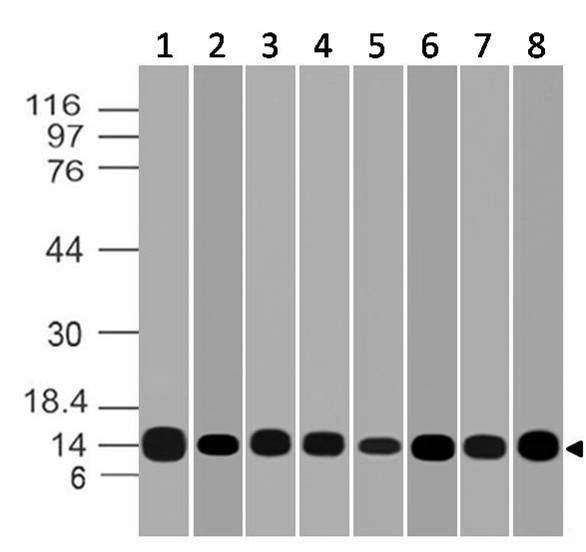 LGALS1 / Galectin 1 Antibody - Fig-1: Western blot analysis of Galectin-1. Anti-Galectin-1 antibody was tested at 0.01 µg/ml on (1) Recombinant protein and 2 µg/ml on (2) Hela, (3) 3T3, (4) PC3, (5) 293, (6) THP1, (7) K562 and (8) HCT-116 lysates.