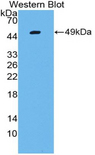 LGALS13 / Galectin 13 Antibody - Western blot of recombinant LGALS13 / Galectin 13.