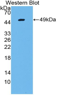 LGALS13 / Galectin 13 Antibody - Western blot of recombinant LGALS13 / Galectin 13.