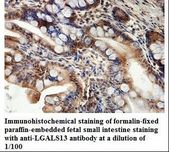 LGALS13 / Galectin 13 Antibody