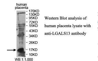 LGALS13 / Galectin 13 Antibody