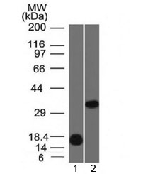 LGALS13 / Galectin 13 Antibody - Western blot testing of 1) human partial recombinant protein and 2) human K562 cell lysate with Galectin 13 antibody (clone PP13/1161). Expected molecular weight ~16 kDa (monomer) and ~32 kDa (dimer).
