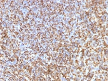 LGALS13 / Galectin 13 Antibody - IHC testing of FFPE human spleen with Galectin 13 antibody (clone PP13/1161). Required HIER: boil tissue sections in 10mM Tris with 1mM EDTA, pH 9 or 10mM Citrate buffer, pH 6, for 10-20.