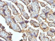 LGALS13 / Galectin 13 Antibody - IHC testing of FFPE human placenta with Galectin 13 antibody (clone PP13/1162). Required HIER: boil tissue sections in 10mM Tris with 1mM EDTA, pH 9 or 10mM Citrate buffer, pH 6, for 10-20.