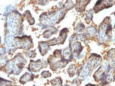 LGALS13 / Galectin 13 Antibody - IHC testing of FFPE human placenta with Galectin 13 antibody (clone PP13/1164). Required HIER: boil tissue sections in 10mM Tris with 1mM EDTA, pH 9 or 10mM Citrate buffer, pH 6, for 10-20.