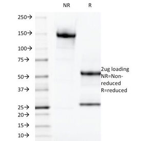 LGALS13 / Galectin 13 Antibody - SDS-PAGE Analysis of Purified, BSA-Free LGALS13 Antibody (clone PP13/1165). Confirmation of Integrity and Purity of the Antibody.