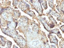 LGALS13 / Galectin 13 Antibody - IHC testing of FFPE human placenta with LGALS13 antibody (clone PP13/1165). Required HIER: boil tissue sections in 10mM Tris with 1mM EDTA, pH 9 or 10mM Citrate buffer, pH 6, for 10-20.