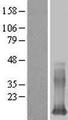 LGALS13 / Galectin 13 Protein - Western validation with an anti-DDK antibody * L: Control HEK293 lysate R: Over-expression lysate