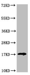 LGALS14 / CLC2 Antibody - Western Blot Positive WB detected in: HEK293 whole cell lysate All lanes: LGALS14 antibody at 3.2µg/ml Secondary Goat polyclonal to rabbit IgG at 1/50000 dilution Predicted band size: 17, 20 kDa Observed band size: 17 kDa