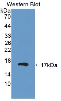 LGALS2 / Galectin 2 Antibody - Western blot of LGALS2 / Galectin 2 antibody.