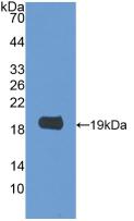 LGALS2 / Galectin 2 Antibody - Western Blot; Sample: Recombinant GAL2, Rat.