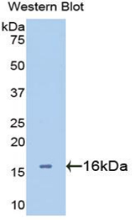 LGALS2 / Galectin 2 Antibody - Western blot of recombinant LGALS2 / Galectin 2.  This image was taken for the unconjugated form of this product. Other forms have not been tested.