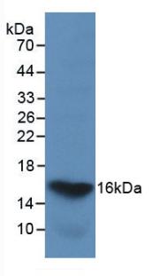 LGALS2 / Galectin 2 Antibody - Western Blot; Sample: Recombinant GAL2, Human.