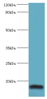 LGALS2 / Galectin 2 Antibody - Western blot. All lanes: Galectin-2 antibody at 6 ug/ml+mouse liver tissue. Secondary antibody: Goat polyclonal to rabbit at 1:10000 dilution. Predicted band size: 15 kDa. Observed band size: 15 kDa.