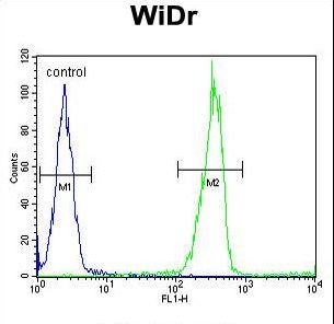 LGALS2 / Galectin 2 Antibody - LGALS2 Antibody flow cytometry of WiDr cells (right histogram) compared to a negative control cell (left histogram). FITC-conjugated goat-anti-rabbit secondary antibodies were used for the analysis.