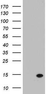 LGALS2 / Galectin 2 Antibody - HEK293T cells were transfected with the pCMV6-ENTRY control (Left lane) or pCMV6-ENTRY LGALS2 (Right lane) cDNA for 48 hrs and lysed. Equivalent amounts of cell lysates (5 ug per lane) were separated by SDS-PAGE and immunoblotted with anti-LGALS2.