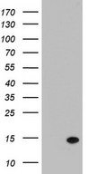 LGALS2 / Galectin 2 Antibody - HEK293T cells were transfected with the pCMV6-ENTRY control (Left lane) or pCMV6-ENTRY LGALS2 (Right lane) cDNA for 48 hrs and lysed. Equivalent amounts of cell lysates (5 ug per lane) were separated by SDS-PAGE and immunoblotted with anti-LGALS2.