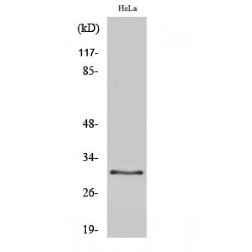 LGALS3 / Galectin 3 Antibody - Western blot of CBP 35 antibody