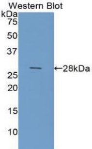 LGALS3 / Galectin 3 Antibody - Western blot of recombinant MAC-2 / Galectin 3.  This image was taken for the unconjugated form of this product. Other forms have not been tested.