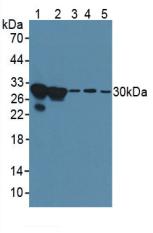 LGALS3 / Galectin 3 Antibody - Western Blot; Sample: Lane1: Human Hela Cells; Lane2: Human MCF7 Cells; Lane3: Rat Breast Tissue; Lane4: Rat Intestine Tissue; Lane5: Rat Skin Tissue.