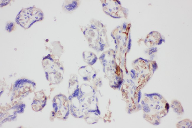 LGALS3 / Galectin 3 Antibody - Galectin 3 antibody IHC-paraffin: Human Placenta Tissue.