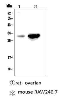 LGALS3 / Galectin 3 Antibody - Western blot analysis of Galectin 3 using anti-Galectin 3 antibody. Electrophoresis was performed on a 5-20% SDS-PAGE gel at 70V (Stacking gel) / 90V (Resolving gel) for 2-3 hours. The sample well of each lane was loaded with 50ug of sample under reducing conditions. Lane 1: rat ovarian tissue lysates, Lane 2: mouse RAW264. 7 whole cell lysates, After Electrophoresis, proteins were transferred to a Nitrocellulose membrane at 150mA for 50-90 minutes. Blocked the membrane with 5% Non-fat Milk/ TBS for 1.5 hour at RT. The membrane was incubated with rabbit anti-Galectin 3 antigen affinity purified polyclonal antibody at 0.5 µg/mL overnight at 4°C, then washed with TBS-0.1% Tween 3 times with 5 minutes each and probed with a goat anti-rabbit IgG-HRP secondary antibody at a dilution of 1:10000 for 1.5 hour at RT. The signal is developed using an Enhanced Chemiluminescent detection (ECL) kit with Tanon 5200 system. A specific band was detected for Galectin 3 at approximately 29KD. The expected band size for Galectin 3 is at 26KD.