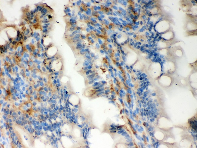 LGALS3 / Galectin 3 Antibody - Galectin3 antibody IHC-paraffin: Rat Intestine Tissue.