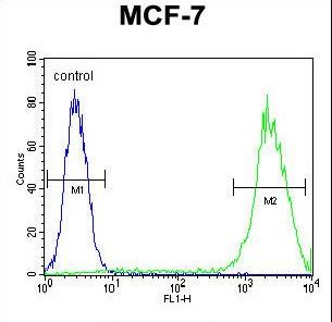 LGALS3 / Galectin 3 Antibody - LGALS3 Antibody flow cytometry of MCF-7 cells (right histogram) compared to a negative control cell (left histogram). FITC-conjugated goat-anti-rabbit secondary antibodies were used for the analysis.