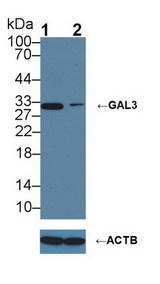 LGALS3 / Galectin 3 Antibody - Knockout Varification: Lane 1: Wild-type Hela cell lysate; Lane 2: GAL3 knockout Hela cell lysate; Predicted MW: 27kDa Observed MW: 32kDa Primary Ab: 1µg/ml Rabbit Anti-Mouse GAL3 Antibody Second Ab: 0.2µg/mL HRP-Linked Caprine Anti-Rabbit IgG Polyclonal Antibody