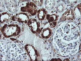 LGALS3 / Galectin 3 Antibody - IHC of paraffin-embedded Human Kidney tissue using anti-LGALS3 mouse monoclonal antibody.