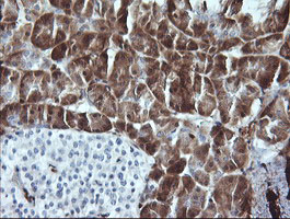 LGALS3 / Galectin 3 Antibody - IHC of paraffin-embedded Human pancreas tissue using anti-LGALS3 mouse monoclonal antibody.