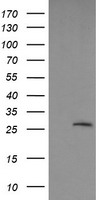 LGALS3 / Galectin 3 Antibody - HEK293T cells were transfected with the pCMV6-ENTRY control (Left lane) or pCMV6-ENTRY LGALS3 (Right lane) cDNA for 48 hrs and lysed. Equivalent amounts of cell lysates (5 ug per lane) were separated by SDS-PAGE and immunoblotted with anti-LGALS3.
