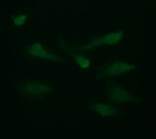 LGALS3 / Galectin 3 Antibody - Immunofluorescent staining of HeLa cells using anti-LGALS3 mouse monoclonal antibody.
