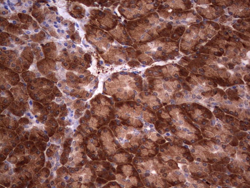 LGALS3 / Galectin 3 Antibody - Immunohistochemical staining of paraffin-embedded Human pancreas tissue within the normal limits using anti-LGALS3 Mouse monoclonal antibody.  heat-induced epitope retrieval by 1 mM EDTA in 10mM Tris, pH8.5, 120C for 3min)