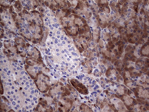 LGALS3 / Galectin 3 Antibody - IHC of paraffin-embedded Human pancreas tissue using anti-LGALS3 mouse monoclonal antibody. (Heat-induced epitope retrieval by 1 mM EDTA in 10mM Tris, pH8.5, 120°C for 3min).
