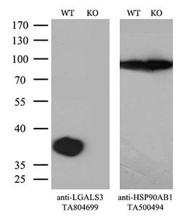 LGALS3 / Galectin 3 Antibody - Equivalent amounts of cell lysates  and LGALS3-Knockout Hela cells  were separated by SDS-PAGE and immunoblotted with anti-LGALS3 monoclonal antibodyThen the blotted membrane was stripped and reprobed with anti-HSP90AB1 antibody  as a loading control. (1:500)