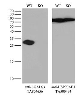 LGALS3 / Galectin 3 Antibody - Equivalent amounts of cell lysates  and LGALS3-Knockout Hela cells  were separated by SDS-PAGE and immunoblotted with anti-LGALS3 monoclonal antibodyThen the blotted membrane was stripped and reprobed with anti-HSP90AB1 antibody  as a loading control. (1:500)