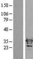 LGALS3 / Galectin 3 Protein - Western validation with an anti-DDK antibody * L: Control HEK293 lysate R: Over-expression lysate