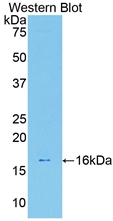 LGALS7 / Galectin 7 Antibody - Western Blot; Sample: Recombinant protein.