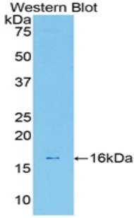 LGALS7 / Galectin 7 Antibody - Western blot of recombinant GAL7 / Galectin 7.  This image was taken for the unconjugated form of this product. Other forms have not been tested.