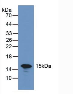 LGALS7 / Galectin 7 Antibody - Western Blot; Sample: Rat Skin Tissue.
