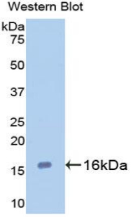 LGALS7 / Galectin 7 Antibody - Western blot of recombinant GAL7 / Galectin 7.  This image was taken for the unconjugated form of this product. Other forms have not been tested.