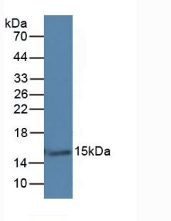 LGALS7 / Galectin 7 Antibody - Western Blot; Sample: Rat Skin Tissue.