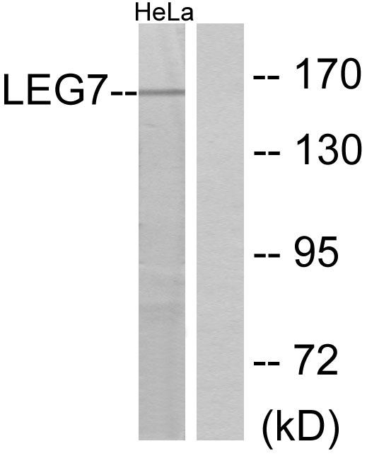 LGALS7 / Galectin 7 Antibody - Western blot analysis of extracts from HeLa cells, using LEG7 antibody.