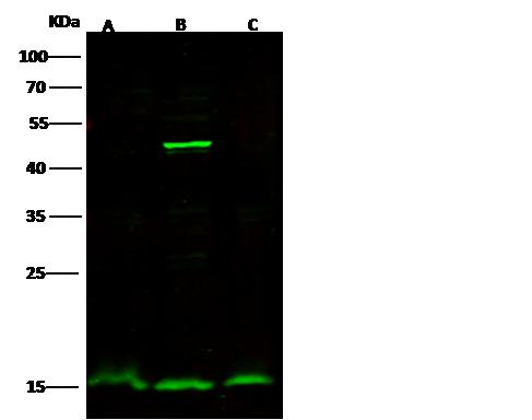 LGALS7 / Galectin 7 Antibody - Anti-LGALS7 rabbit polyclonal antibody at 1:500 dilution. Lane A: HepG2 Whole Cell Lysate. Lane B: 293T Whole Cell Lysate. Lane C: MDA-MB-231 Whole Cell Lysate. Lysates/proteins at 30 ug per lane. Secondary: Goat Anti-Rabbit IgG H&L (Dylight 800) at 1/10000 dilution. Developed using the Odyssey technique. Performed under reducing conditions. Predicted band size: 15 kDa. Observed band size: 15 kDa. (We are unsure as to the identity of these extra bands.)