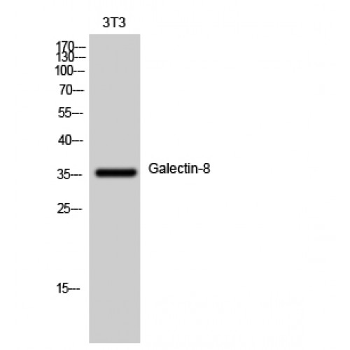 LGALS8 / Galectin 8 Antibody - Western blot of Galectin-8 antibody
