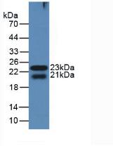 LGALS8 / Galectin 8 Antibody - Western Blot; Sample: Recombinant protein.