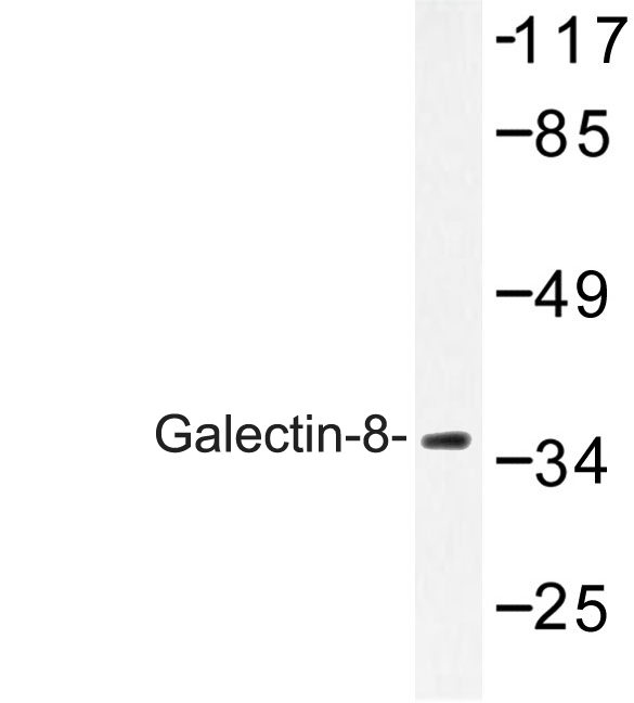 LGALS8 / Galectin 8 Antibody - Western blot of Galectin-8 (N82) pAb in extracts from 3T3 cells.