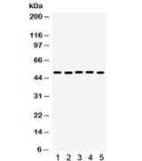 LGALS8 / Galectin 8 Antibody